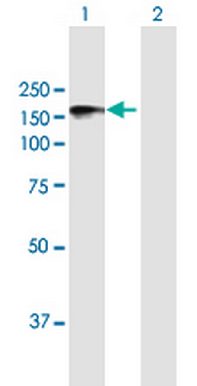 FAM129A Antibody in Western Blot (WB)