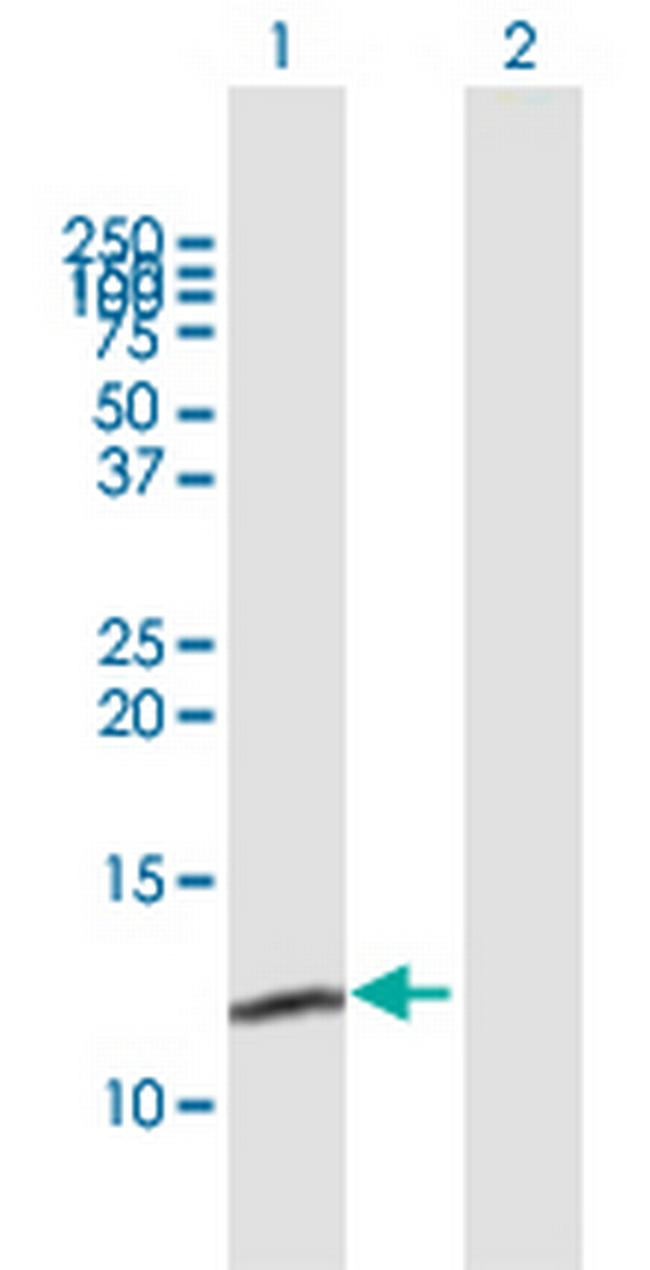 MRPL54 Antibody in Western Blot (WB)