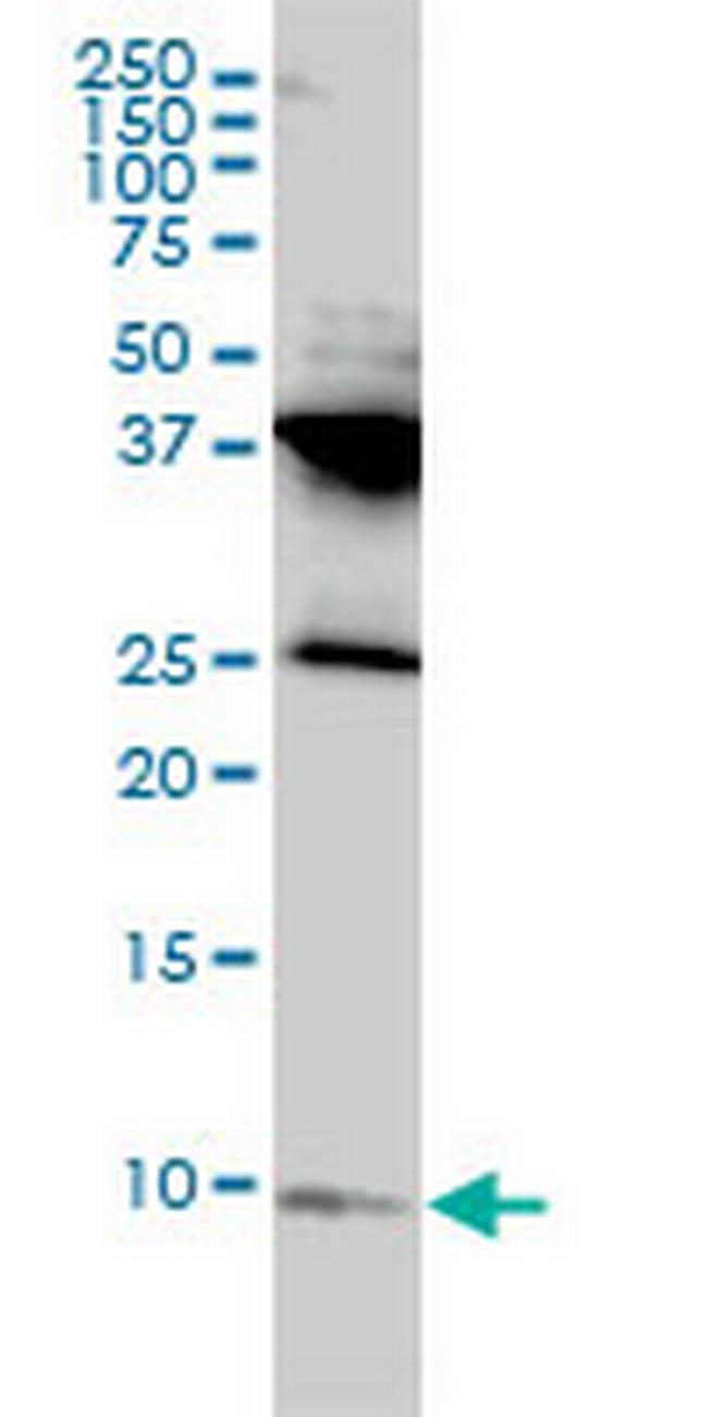 RPL39L Antibody in Western Blot (WB)