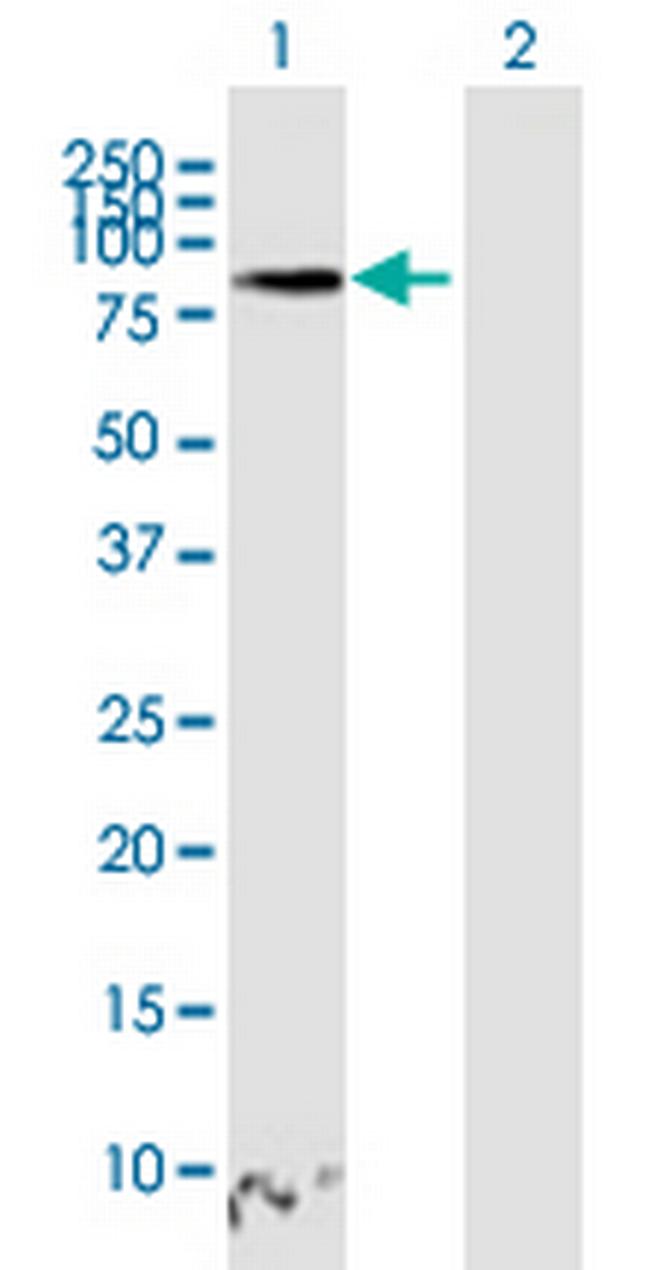 TAGAP Antibody in Western Blot (WB)