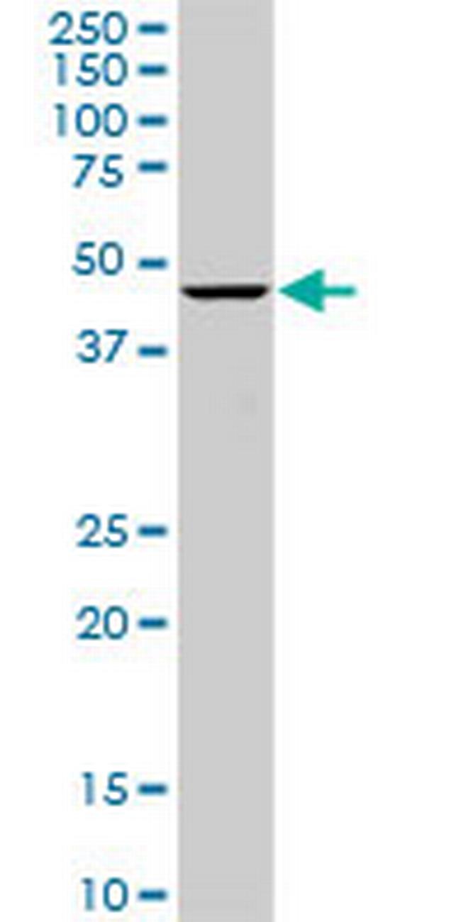 OLFM3 Antibody in Western Blot (WB)