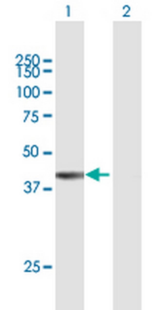 FAM55A Antibody in Western Blot (WB)