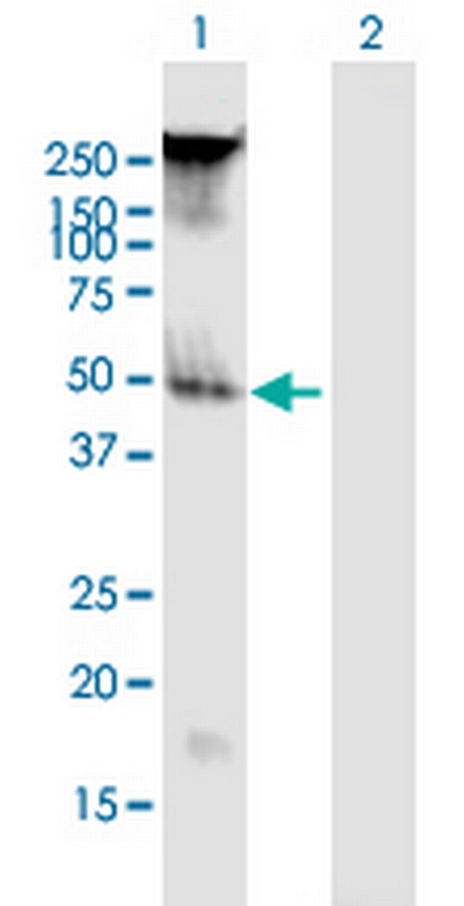FAM55B Antibody in Western Blot (WB)