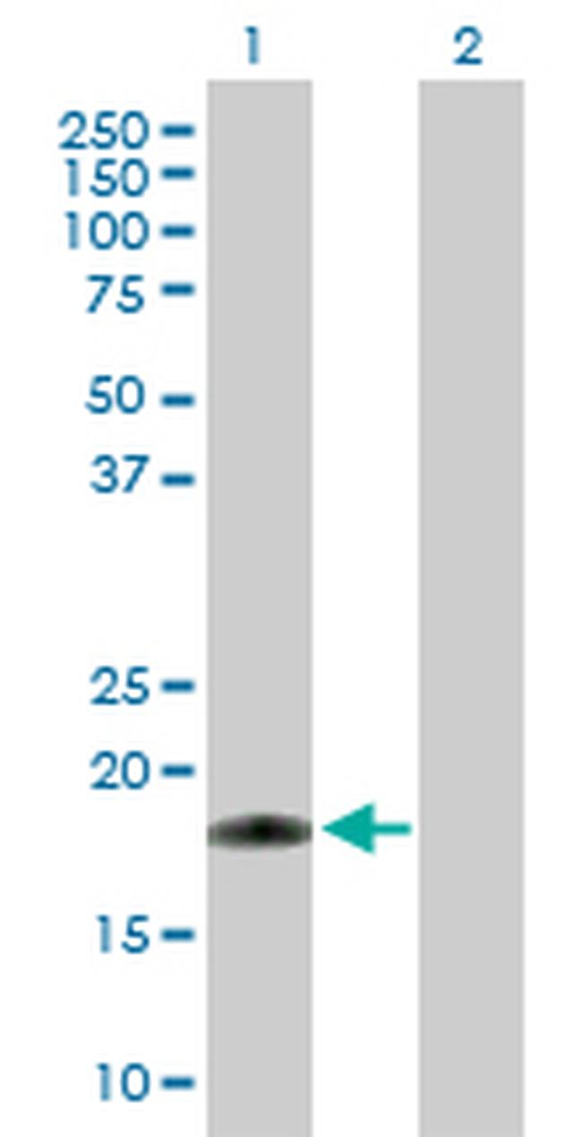 RHEBL1 Antibody in Western Blot (WB)