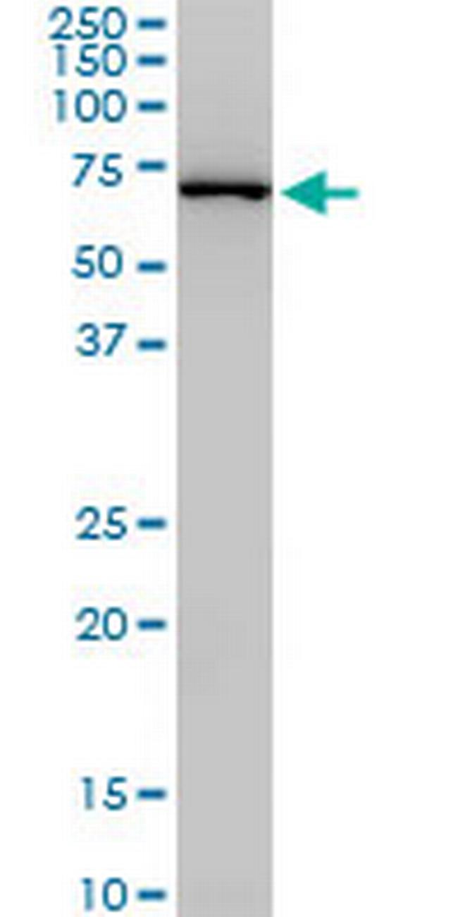 NEDD1 Antibody in Western Blot (WB)