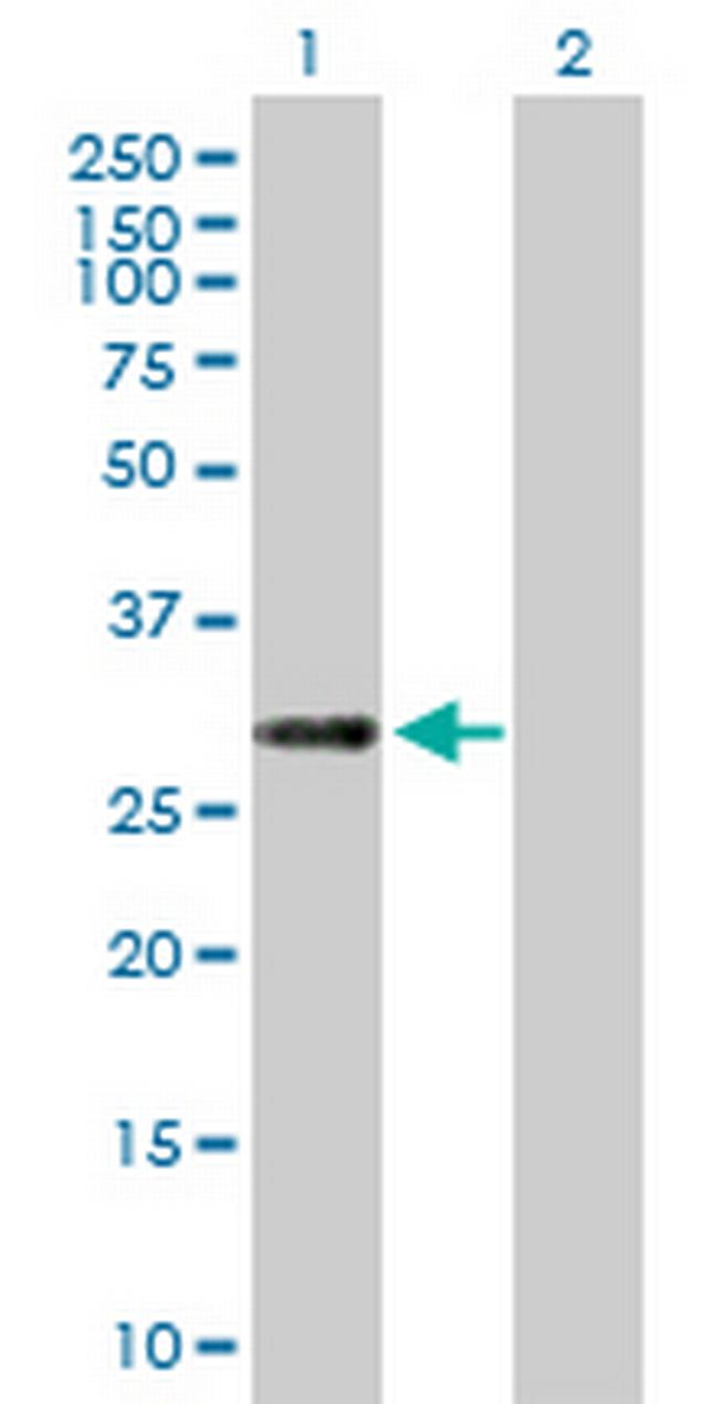 C12orf46 Antibody in Western Blot (WB)