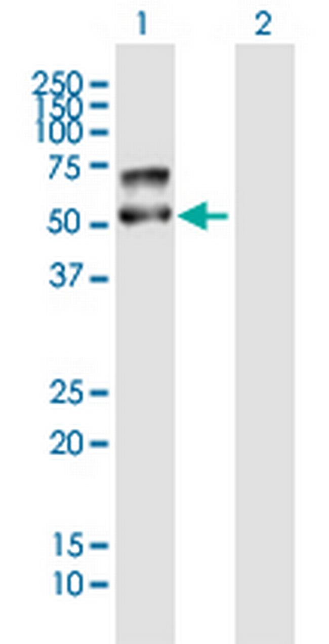 PLD4 Antibody in Western Blot (WB)