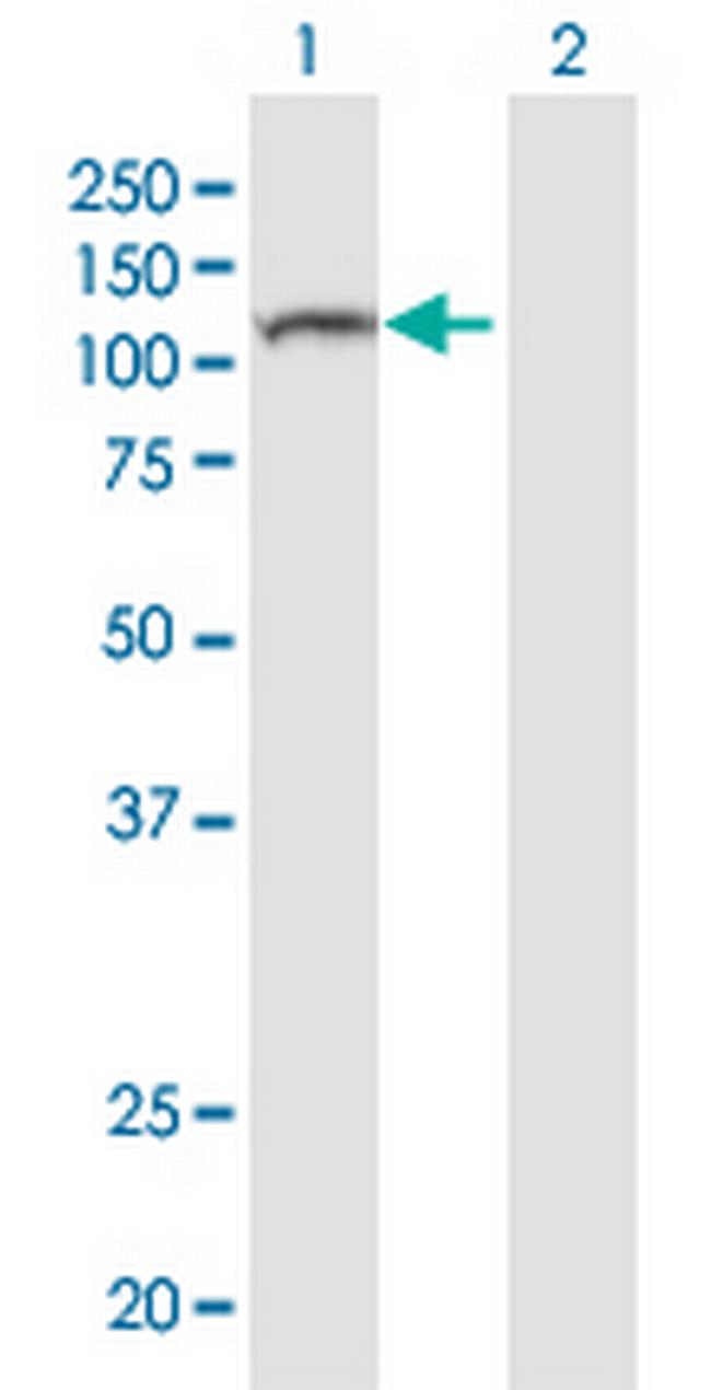 NLRP8 Antibody in Western Blot (WB)