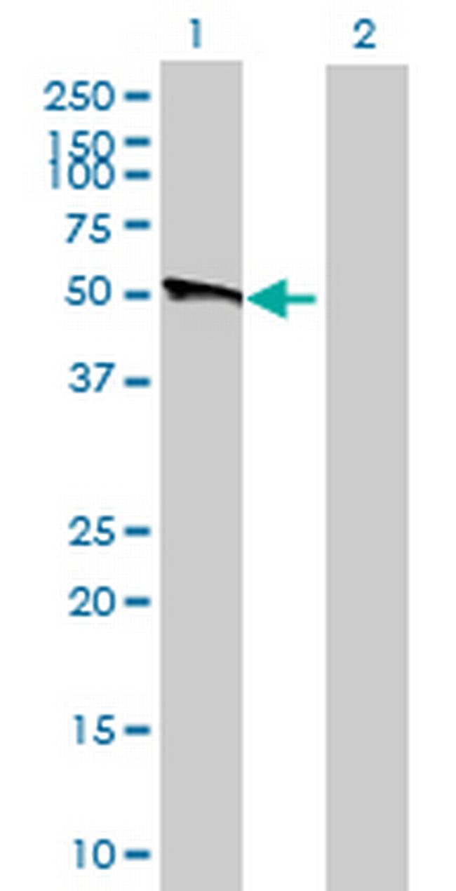 BPIL3 Antibody in Western Blot (WB)