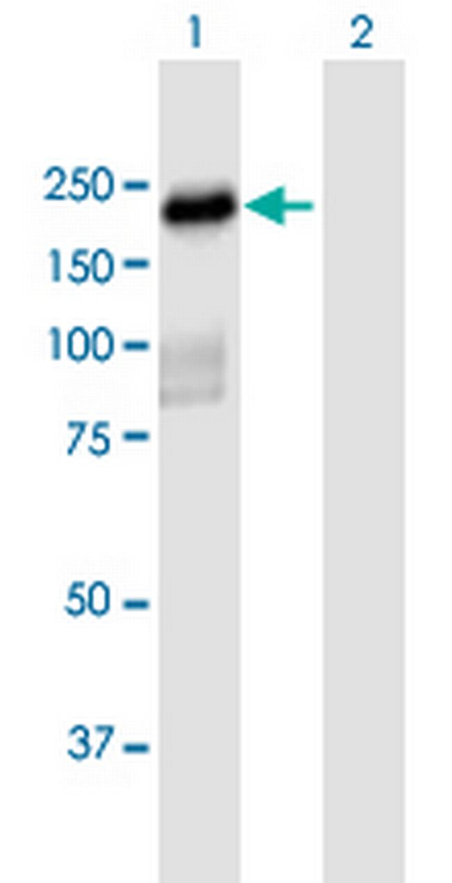 PLEKHH2 Antibody in Western Blot (WB)