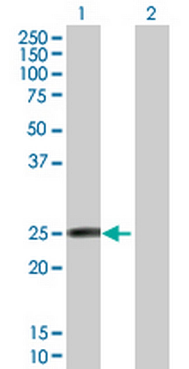 FAM3D Antibody in Western Blot (WB)