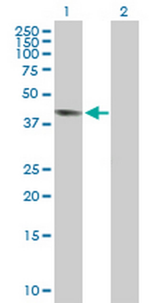 GPR175 Antibody in Western Blot (WB)