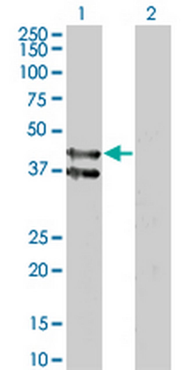 GPR175 Antibody in Western Blot (WB)