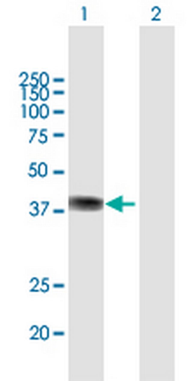ZFP42 Antibody in Western Blot (WB)