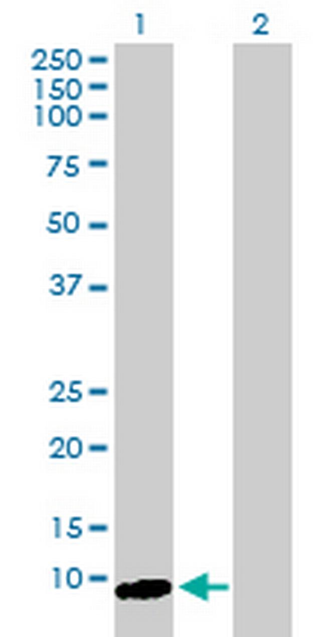 ARL9 Antibody in Western Blot (WB)