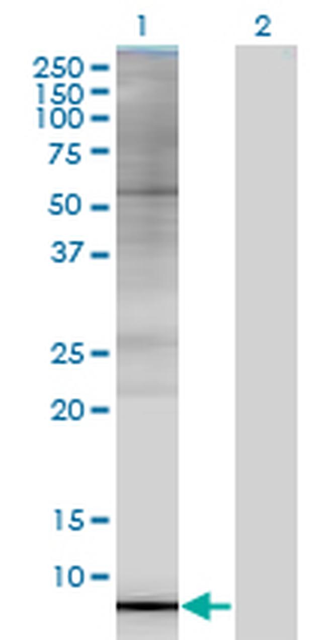 ARL9 Antibody in Western Blot (WB)