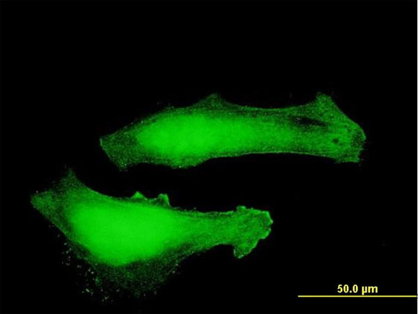 MTPN Antibody in Immunocytochemistry (ICC/IF)