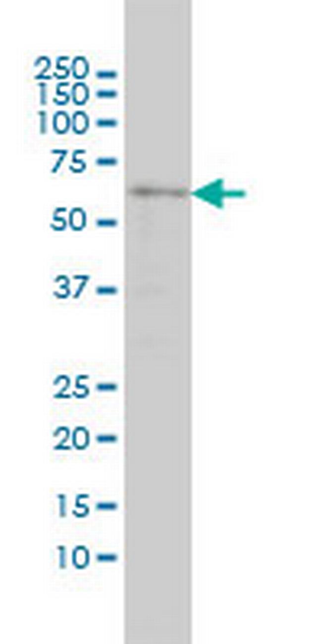 SRCRB4D Antibody in Western Blot (WB)