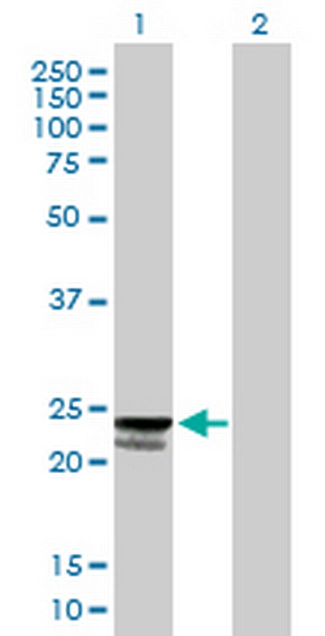 C9orf115 Antibody in Western Blot (WB)