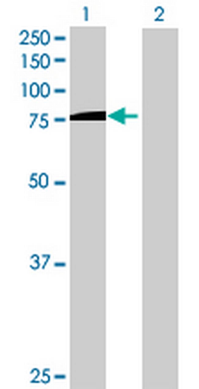 PASD1 Antibody in Western Blot (WB)