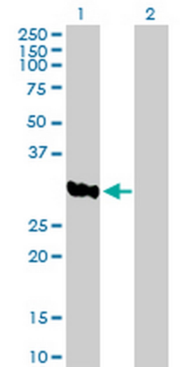 ASB8 Antibody in Western Blot (WB)