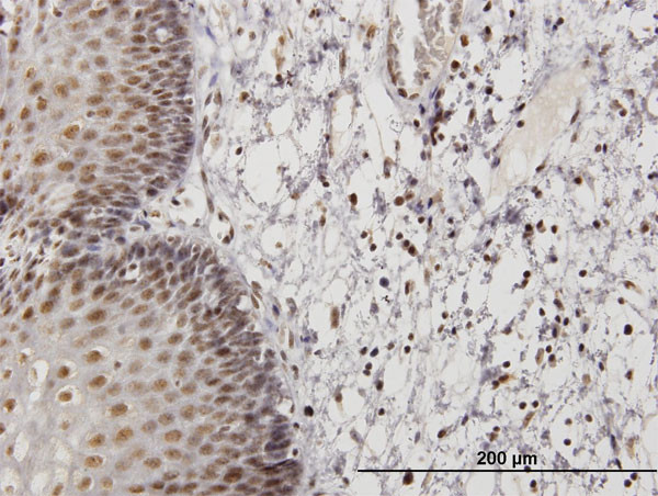 RNF32 Antibody in Immunohistochemistry (Paraffin) (IHC (P))