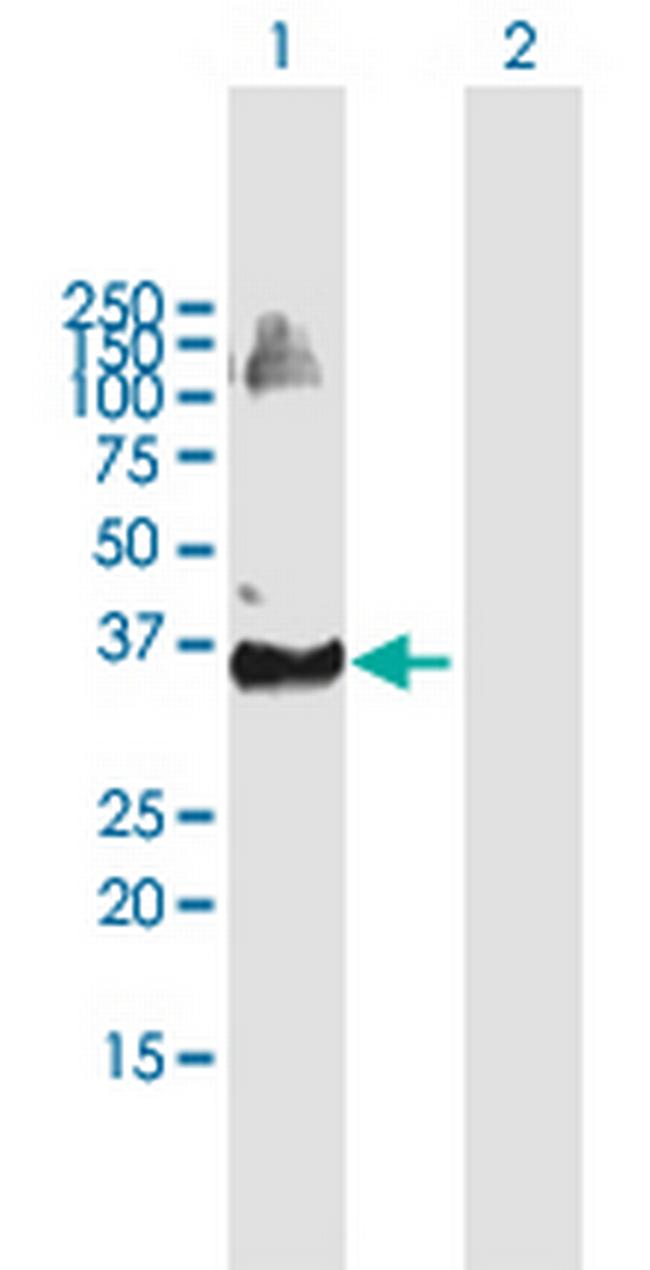 TRIM69 Antibody in Western Blot (WB)