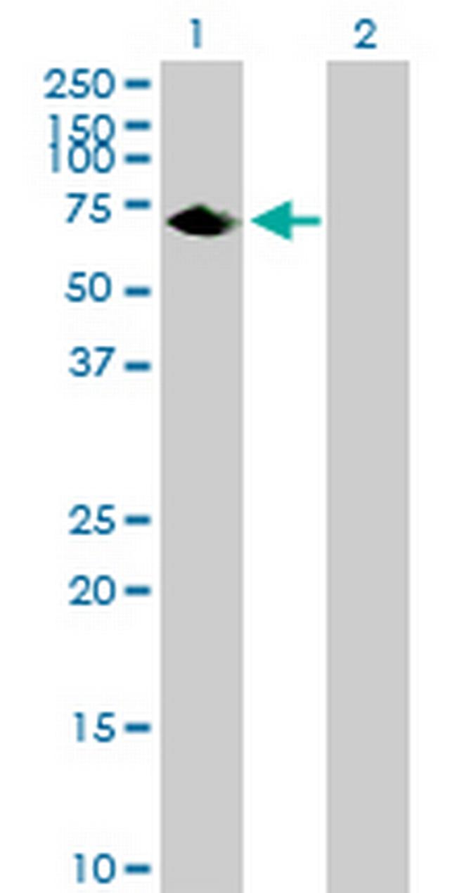 C20orf132 Antibody in Western Blot (WB)
