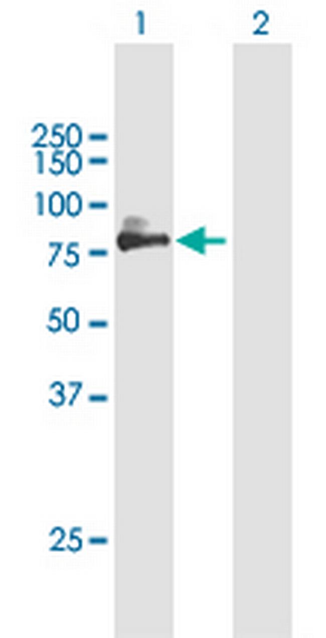 SIRPA Antibody in Western Blot (WB)