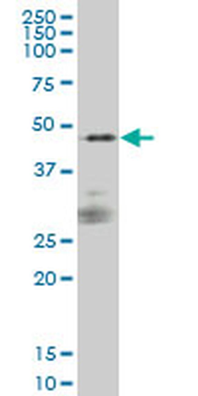 SIRPA Antibody in Western Blot (WB)