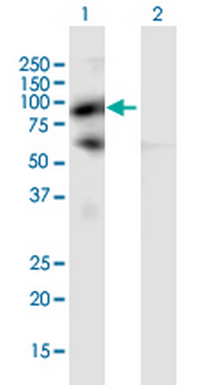 PIWIL4 Antibody in Western Blot (WB)