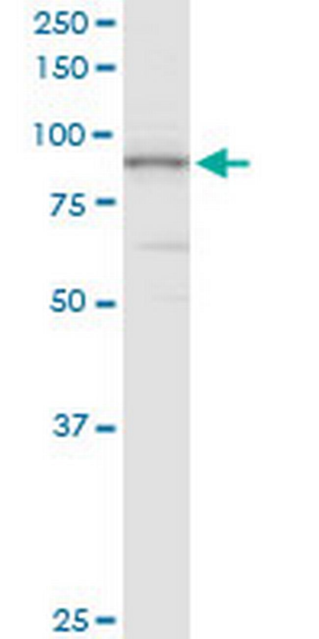 PIWIL4 Antibody in Western Blot (WB)