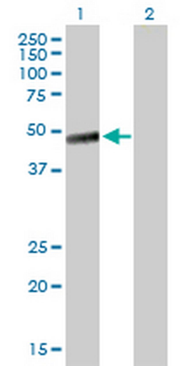 LAYN Antibody in Western Blot (WB)