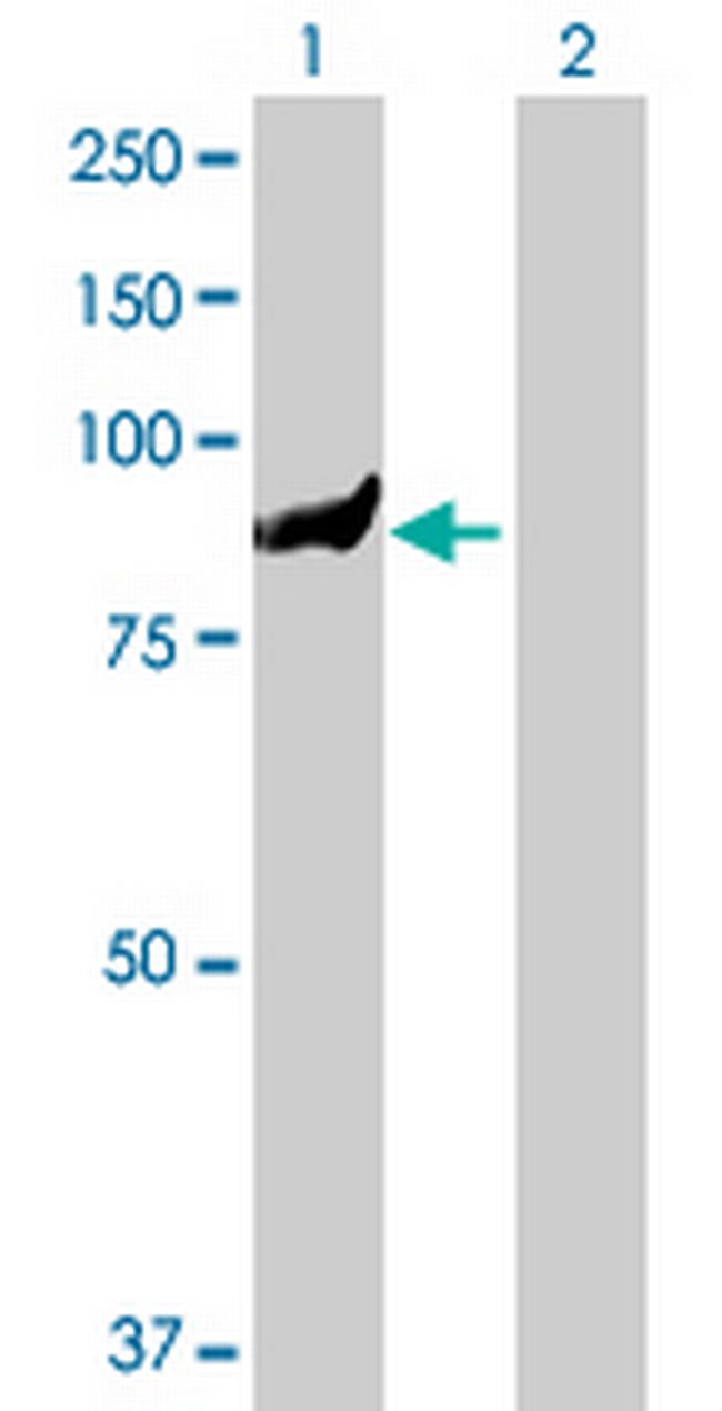 TTC7B Antibody in Western Blot (WB)