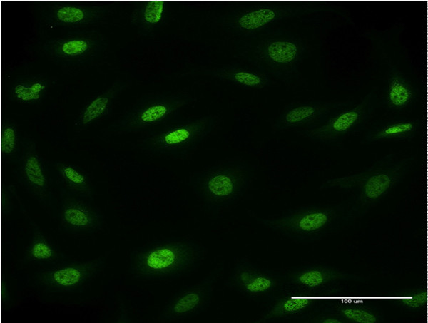 MESP2 Antibody in Immunocytochemistry (ICC/IF)