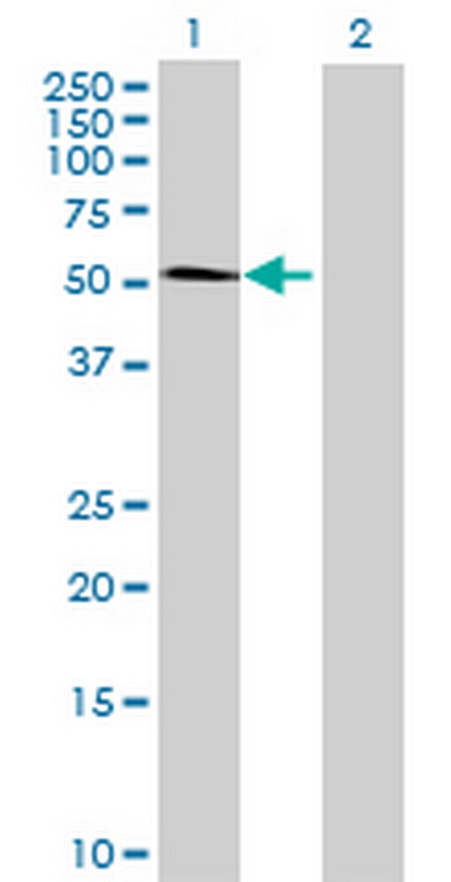 TOM1L2 Antibody in Western Blot (WB)