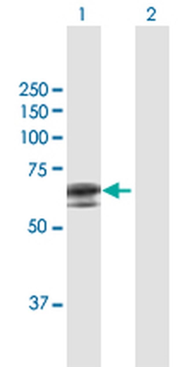 APCDD1 Antibody in Western Blot (WB)