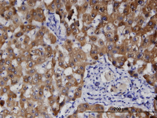 HFE2 Antibody in Immunohistochemistry (Paraffin) (IHC (P))