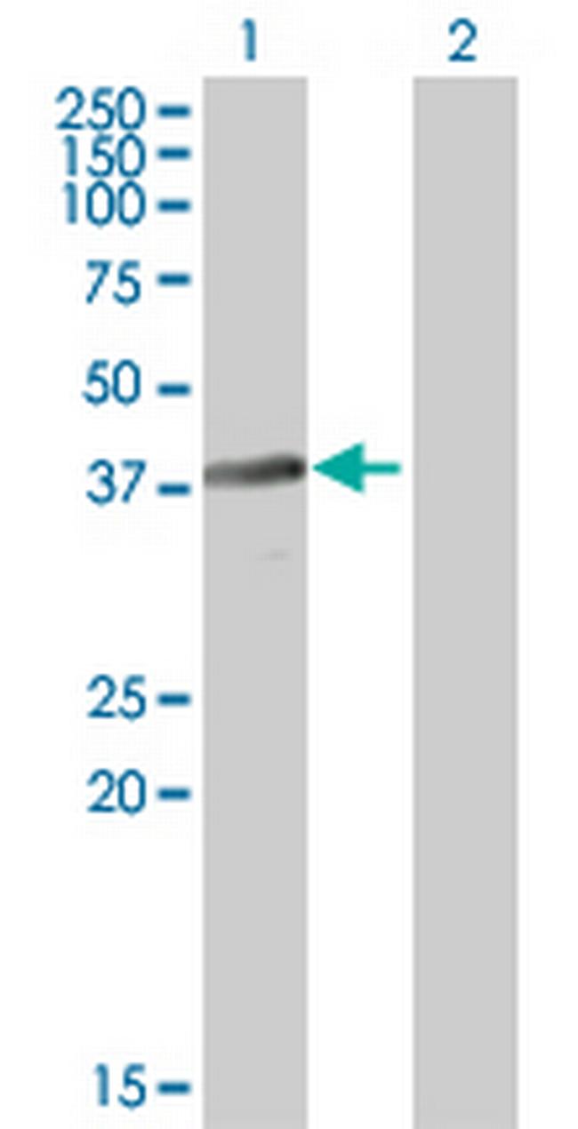 BNIPL Antibody in Western Blot (WB)