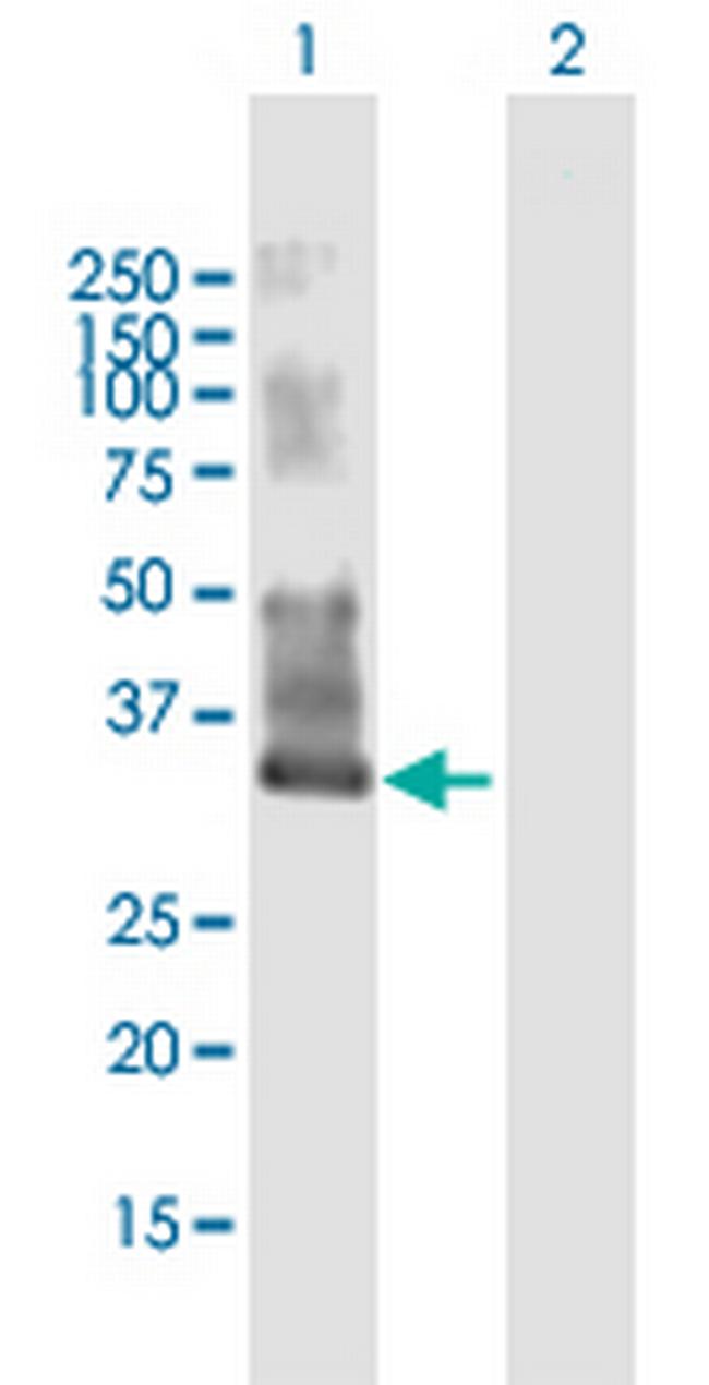 MYEOV2 Antibody in Western Blot (WB)
