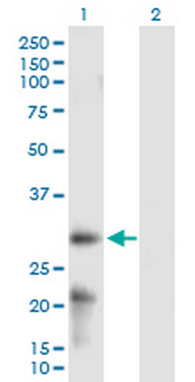 ARL6IP6 Antibody in Western Blot (WB)