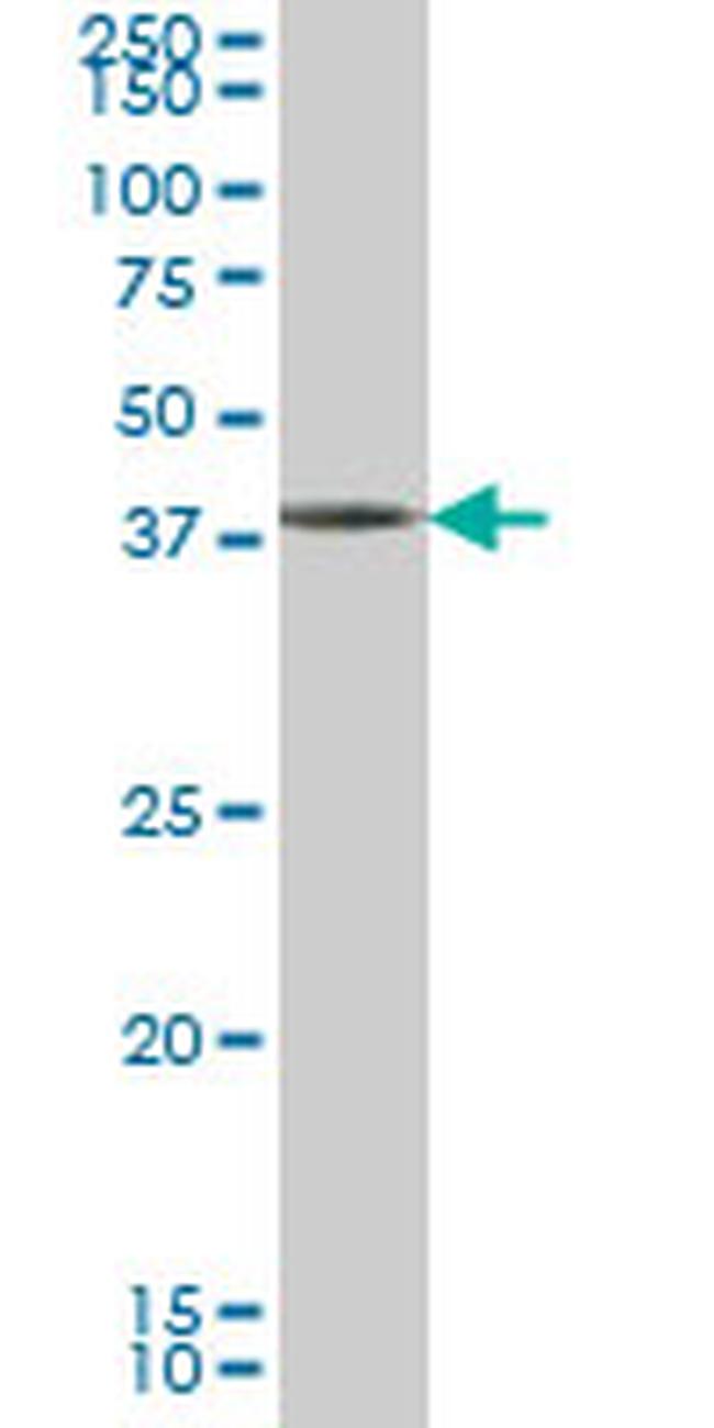 GDF7 Antibody in Western Blot (WB)