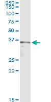 SGOL1 Antibody in Immunoprecipitation (IP)