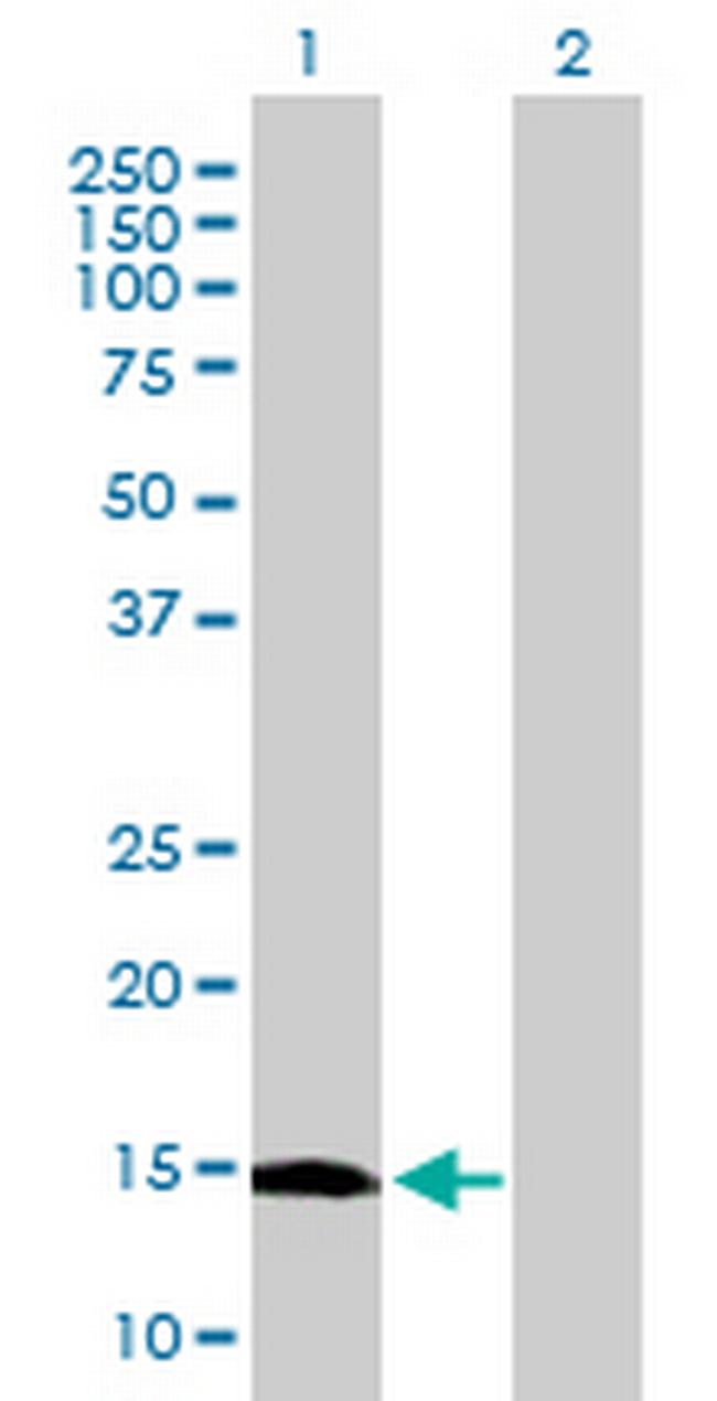 C9orf19 Antibody in Western Blot (WB)