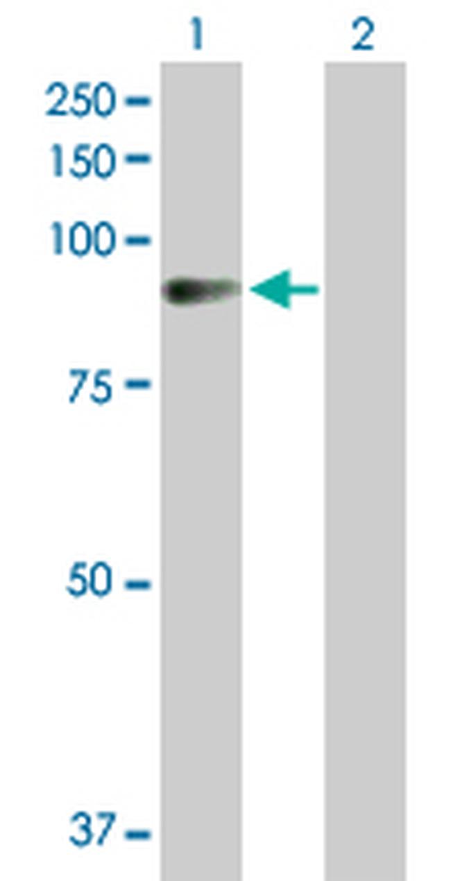 AMOT Antibody in Western Blot (WB)