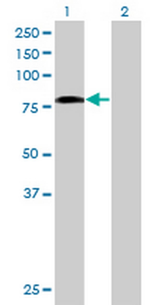 GIMAP8 Antibody in Western Blot (WB)