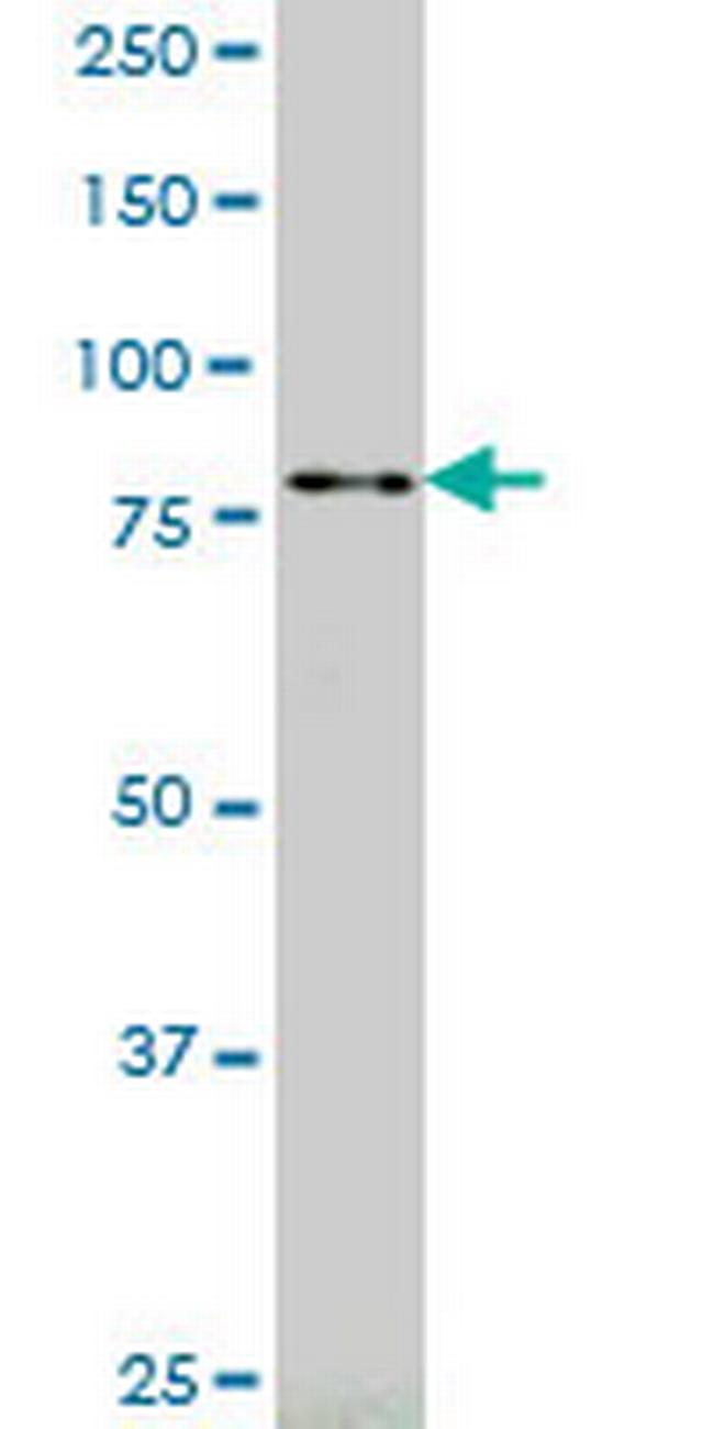 RASEF Antibody in Western Blot (WB)