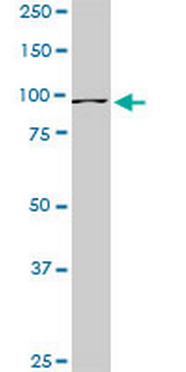 RASEF Antibody in Western Blot (WB)