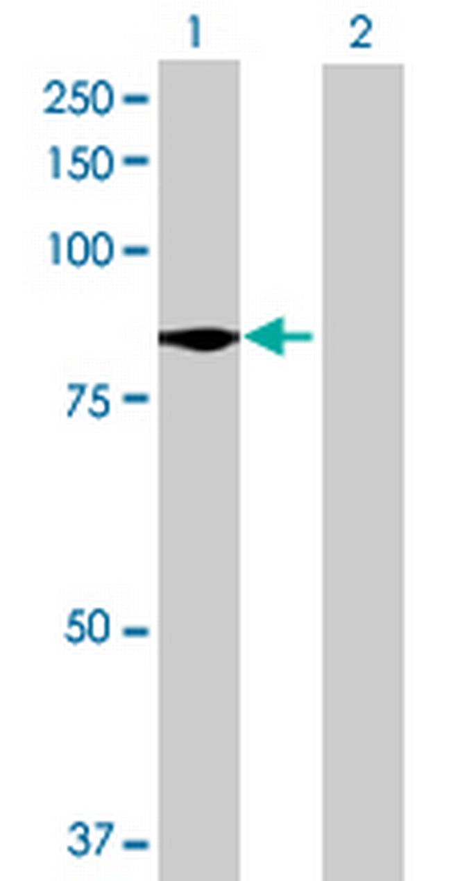 C9orf52 Antibody in Western Blot (WB)
