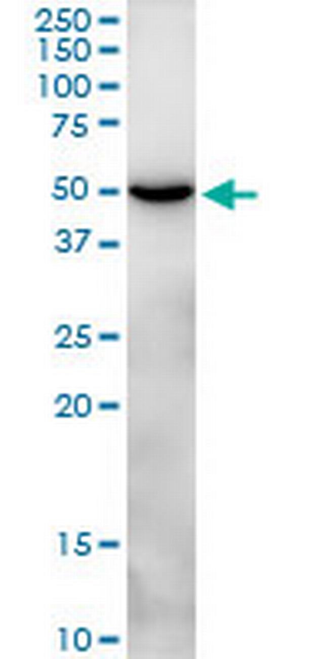 CLEC14A Antibody in Western Blot (WB)